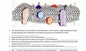 Ap Biology Membrane Structure And Function Worksheet