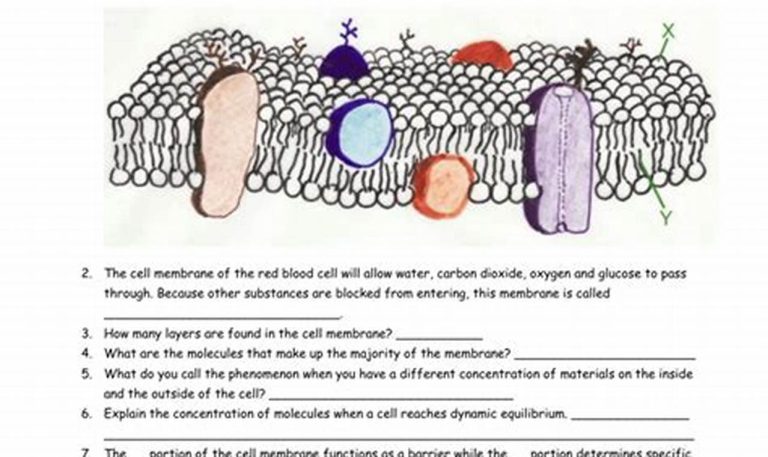 Mutations Practice Worksheet