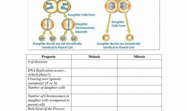 Comparison Of Mitosis And Meiosis Worksheet