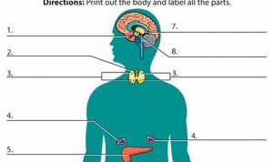 Worksheet On Endocrine System