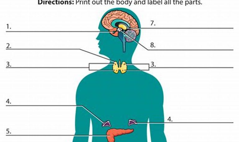 Worksheet On Endocrine System