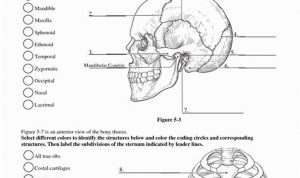 Anatomy And Physiology Worksheets