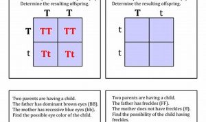 Punnett Square Worksheet