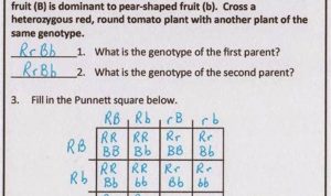 Dihybrid Cross Worksheet