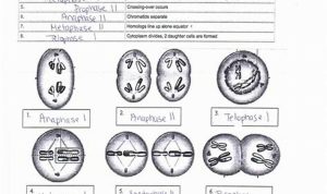 Meiosis Worksheet Answer Key