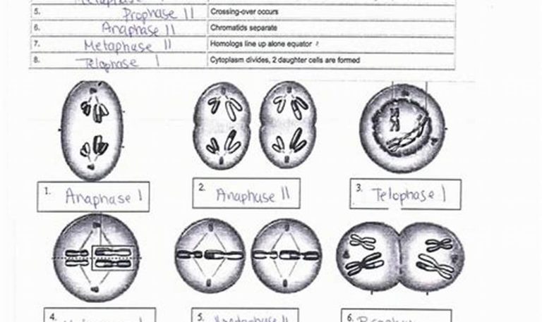 Osmosis And Diffusion Worksheet