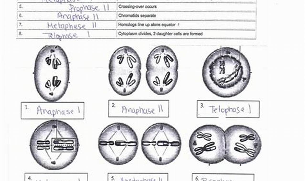 Blood Types Worksheet