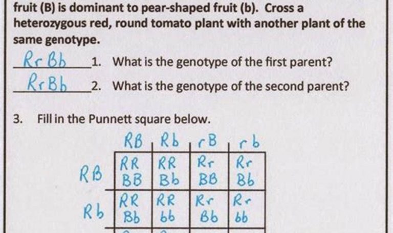 Levels Of Biological Organization Worksheet