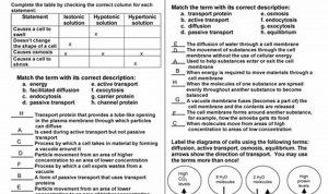 Cell Transport Review Worksheet