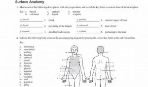 Anatomical Terminology Worksheet