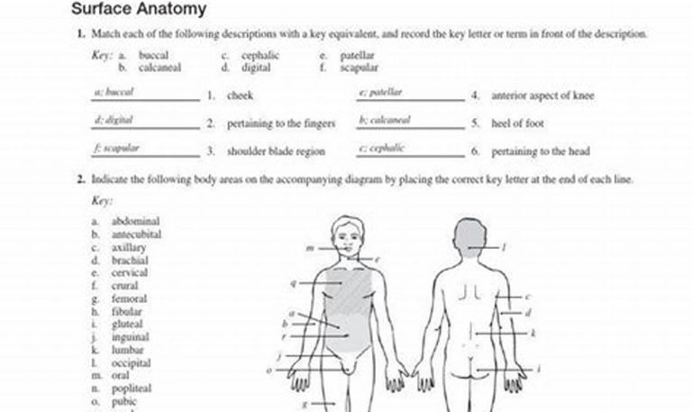 Anatomical Terminology Worksheet