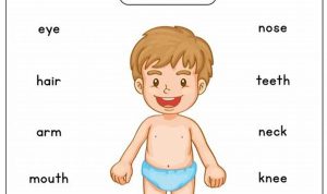 Body Parts Worksheet For Kindergarten