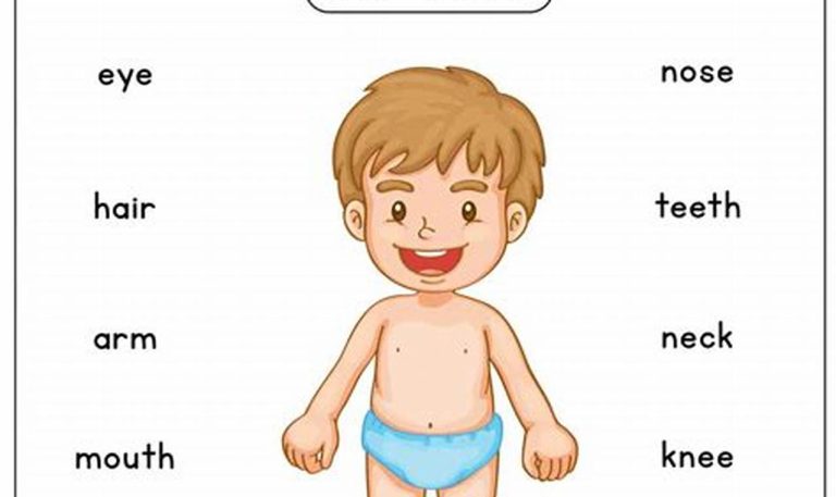 Body Parts Worksheet For Kindergarten