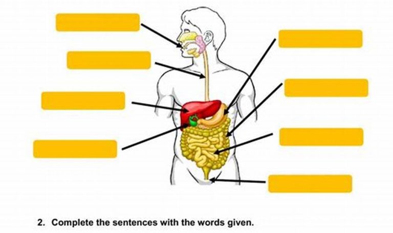 Digestive System Worksheet With Answers