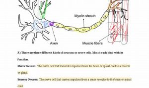 Nervous System Worksheet Answers