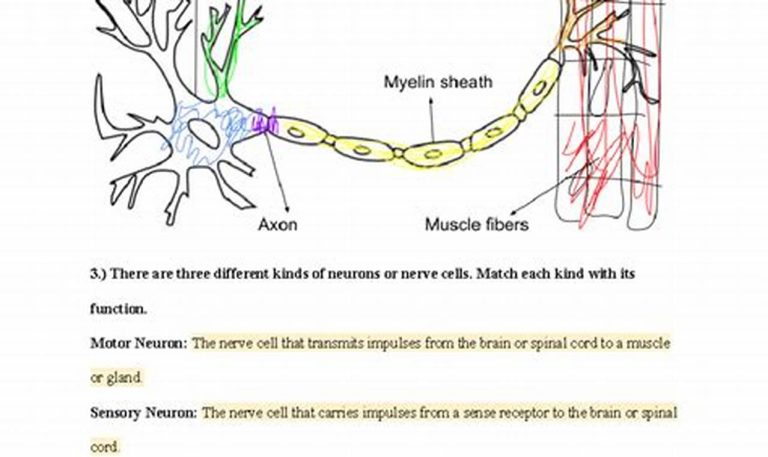 Nervous System Worksheet Answers