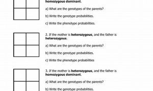 Punnett Squares Practice Worksheet