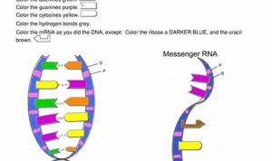 Dna Color Worksheet