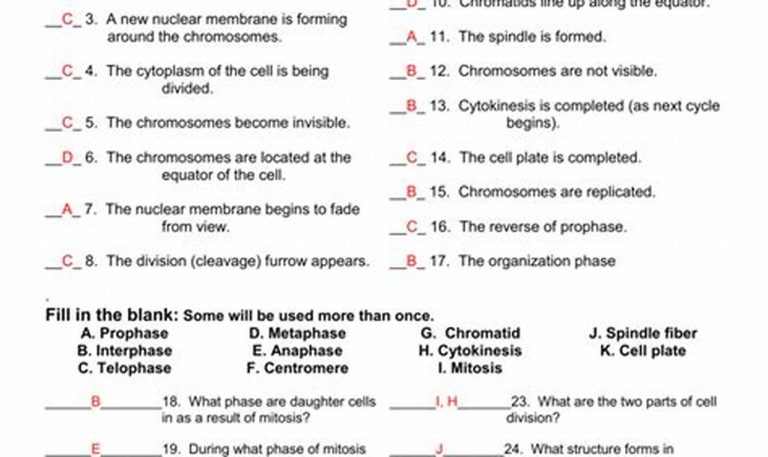 The Cell Cycle Worksheet Answers