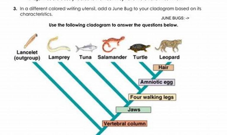 Cladogram Worksheet Answer Key