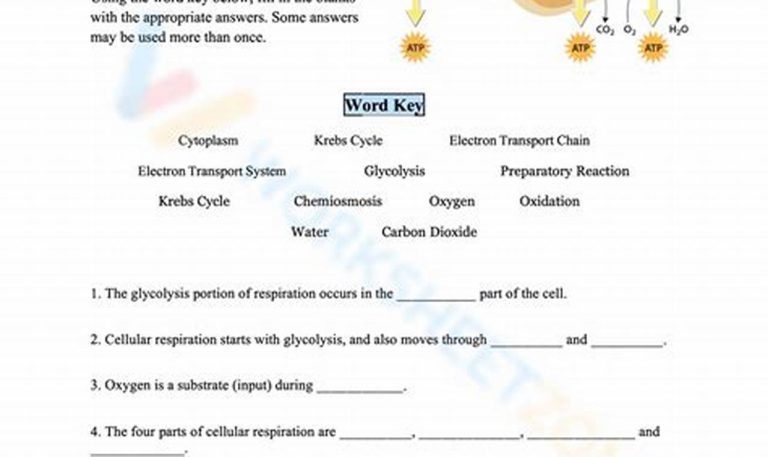 Worksheet On Cellular Respiration