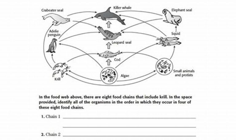 5th Grade Food Webs And Food Chains Worksheet