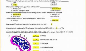 Cellular Respiration Worksheet Answer Key