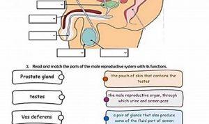 Male Reproductive System Worksheet Answers