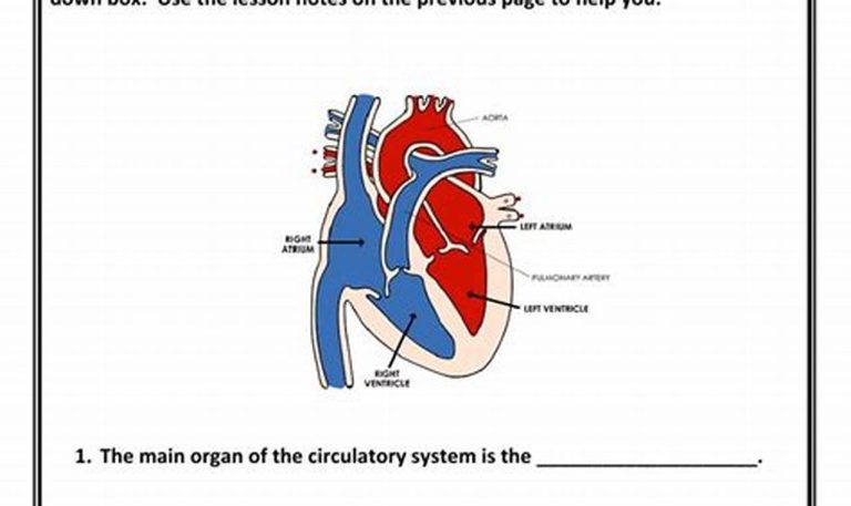 5th Grade Circulatory System Worksheet Grade 5