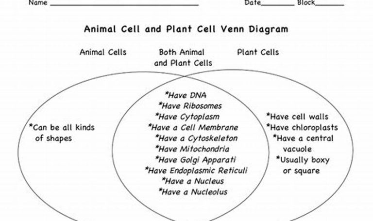 Comparison Worksheet Plant Cell Vs Animal Cell Venn Diagram