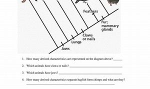 Cladogram Gizmo Worksheet Answer Key