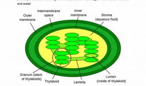 The Structure Of The Chloroplast Coloring Worksheet Answers
